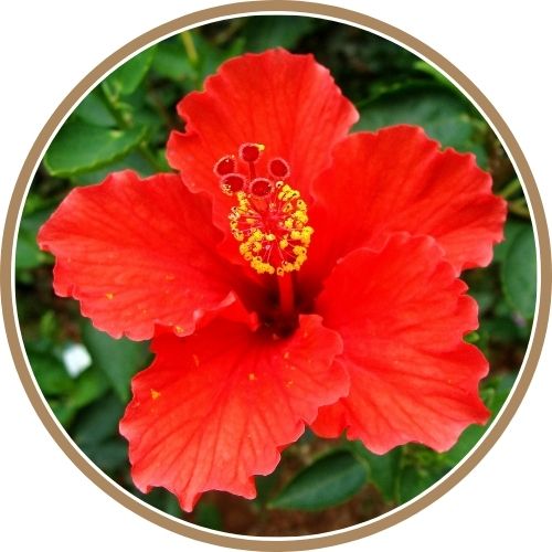 Masque capillaire fruit bio ingredients extrait hibiscus bio